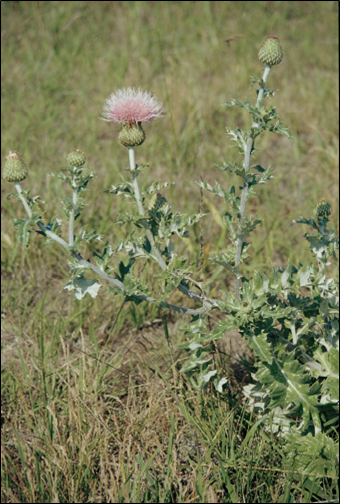 Wavyleaf thistle